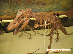 Скелет тарбозавра. Меловой период, Монголия.